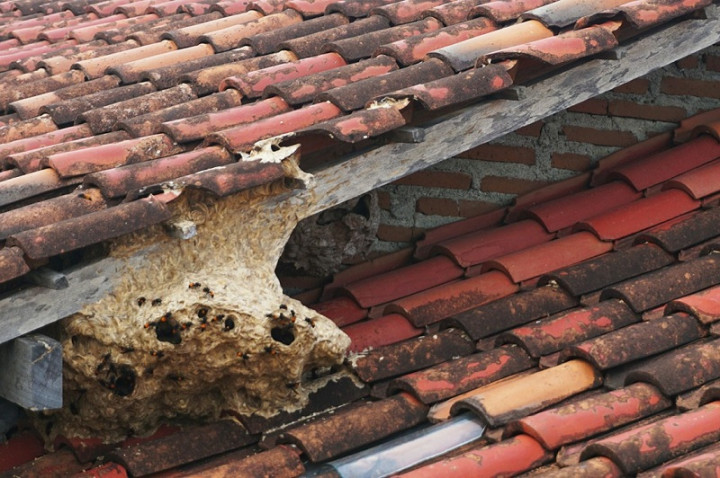 Bangunan SD di Grobogan Jadi Sarang Tawon Vespa