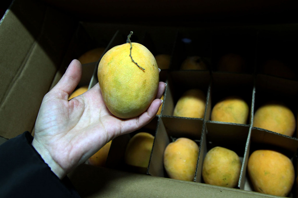 Manisnya Mangga Sumedang Siap Manjakan Lidah Warga Rusia