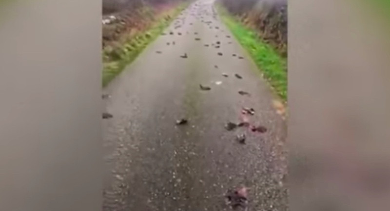 Ratusan burung yang ditemukan mati di Inggris. Foto: UPI