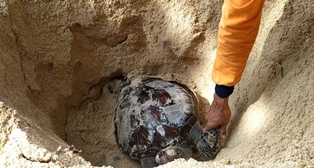 Penyu Seberat 20 Kg Mati di Pantai Gunungkidul