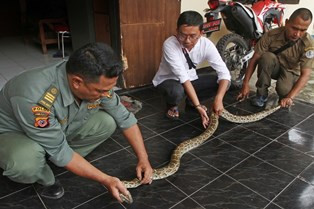 'Celah Dingin' Rumah Jalan Masuk Ular ke Permukiman