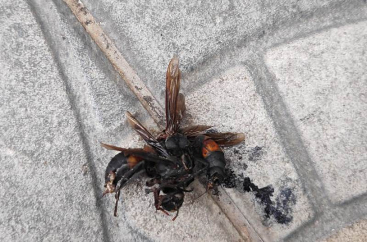 Lelaki Paruh Baya Tewas Disengat Tawon di Bekasi