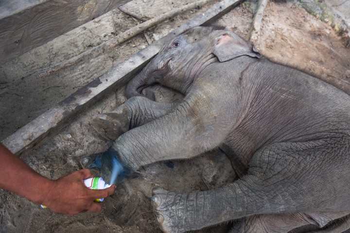 Bayi Gajah Terluka Akibat Terjerat di Konsesi Perusahaan di Riau