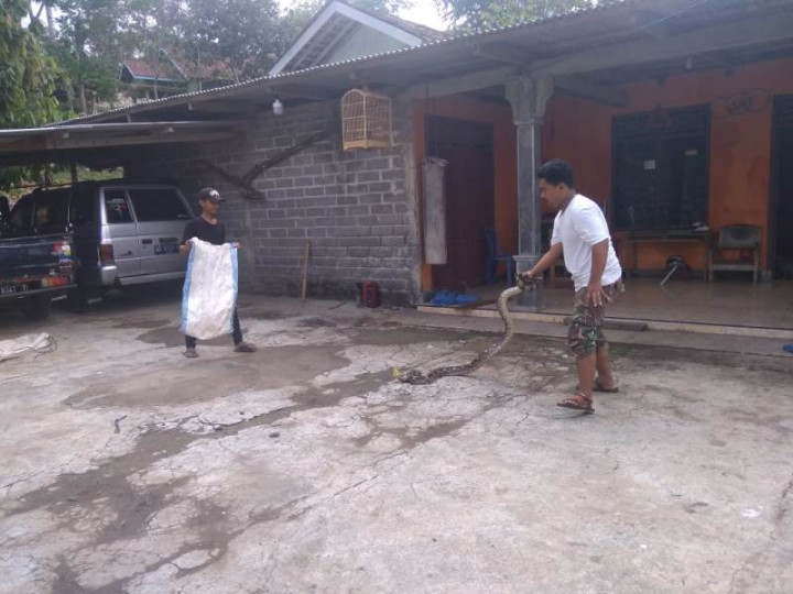 Ular Piton Mangsa Ternak Warga Gunungkidul
