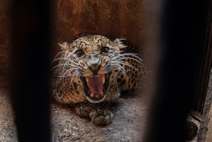 Gubernur Sumsel Imbau Warga Tak Memasuki Hutan Lindung
