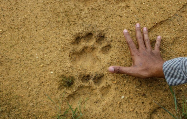 Kunjungan Wisatawan di Sumsel Turun Akibat Harimau