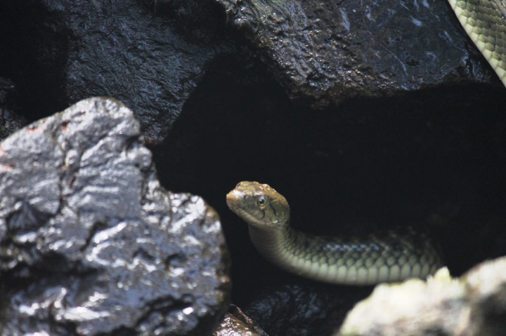 Munculnya Ular Menandakan Kesehatan Ekosistem Rantai Makanan