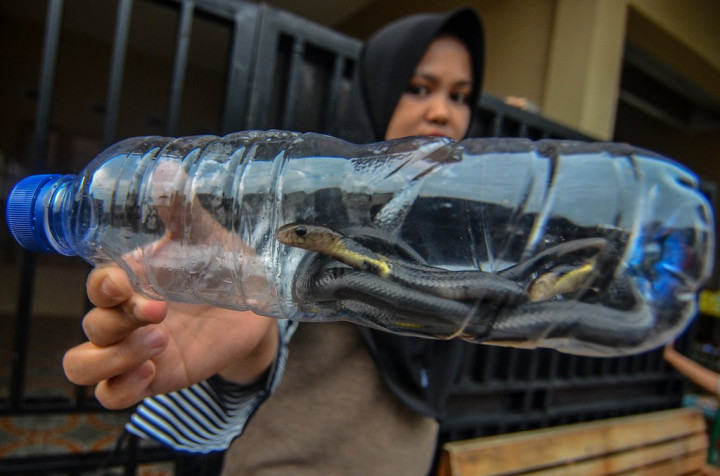 Cara agar Ular tak Menghampiri Rumah Anda