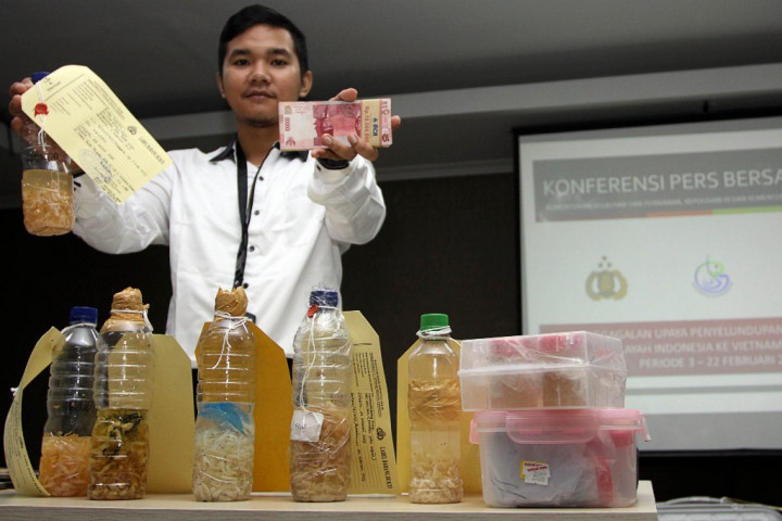 Tolak Ekspor Benih Lobster, Parlemen Tekankan Konservasi Laut