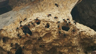 Evakuasi Tawon di Bekasi Nyaris Bakar Gardu Listrik