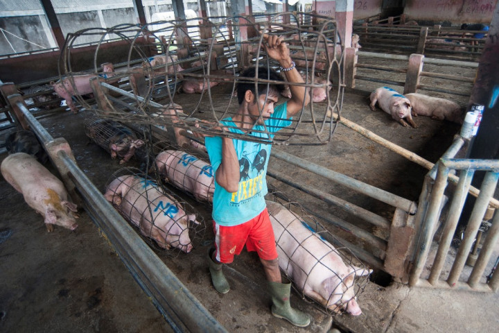 16 Daerah di Sumut Rawan Demam Babi Afrika