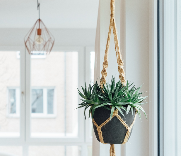 5 Tanaman Gantung yang Cocok Dijadikan Hiasan Rumah 