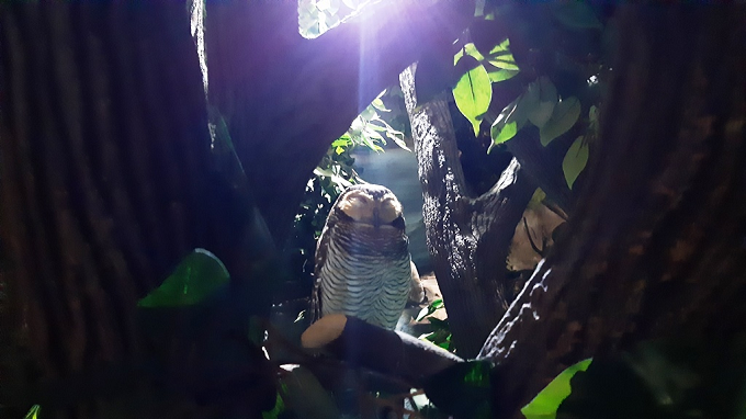 Spotted Wood Owl (Foto: A. Firdaus)