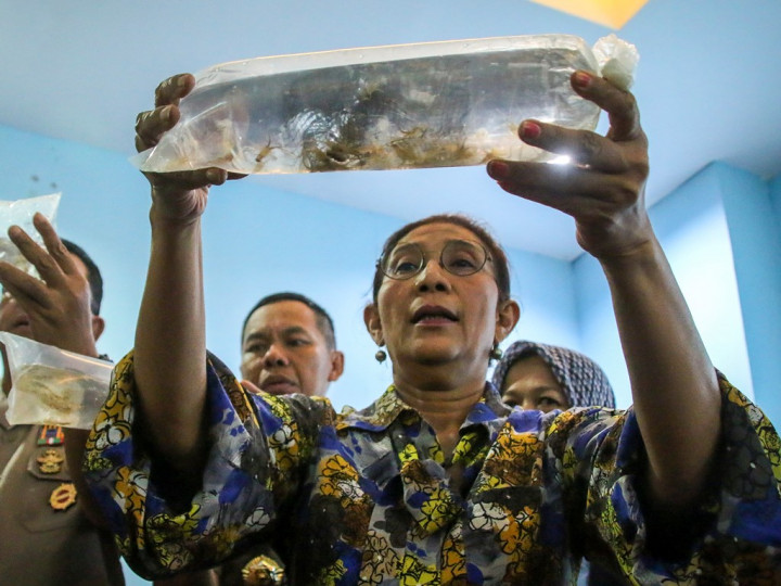 Pro Kontra Ekspor Benih Lobster Dinilai Perbedaan Sudut Pandang