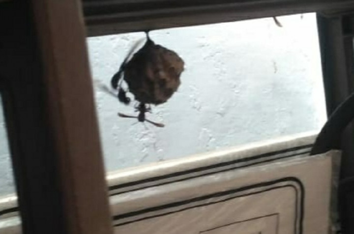 10 Sarang Tawon Vespa Dievakuasi di Kabupaten Malang