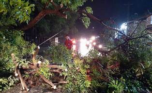 Pepohonan Timpa Rumah dan Kendaraan di Jepara