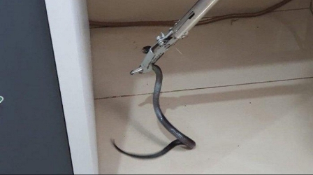 Anak Kobra Teror Perumahan Elite di Kelapa Gading