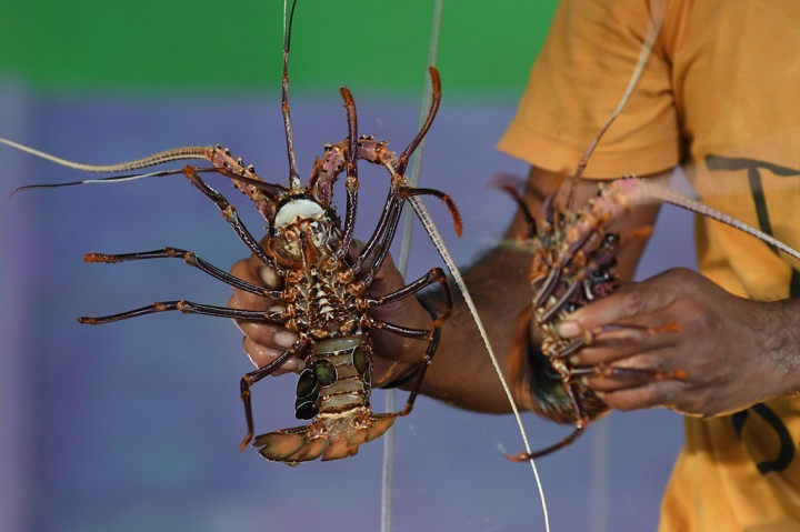 Indonesia Diminta Memperbanyak Riset Budi Daya Lobster