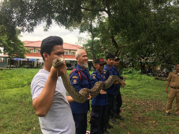 Damkar Tangsel Tangkap Ular Piton dari Permukiman Warga
