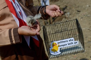 Program Anak Ayam Diklaim Berhasil Cegah Kecanduan Gawai