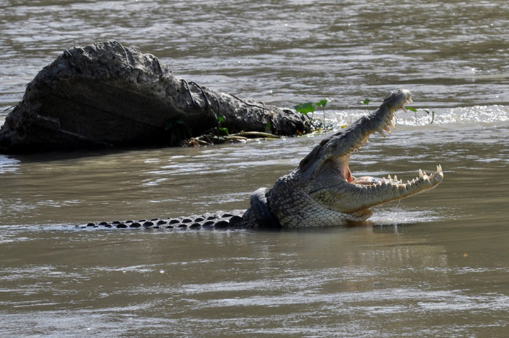 Buaya Berkalung Ban di Palu Kembali Menampakkan Diri