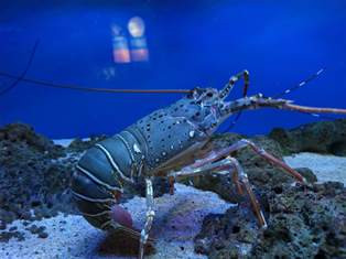 Kabupaten Malang Diklaim Punya Potensi Budi Daya Lobster