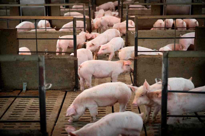 Kementan Pastikan Penanganan Demam Babi Afrika Terintegrasi