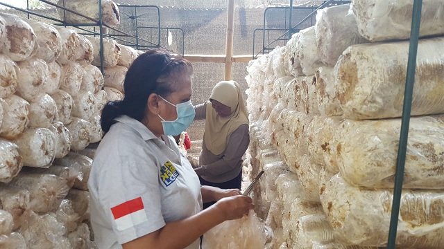 Jutaan Rupiah dari Budi Daya Jamur