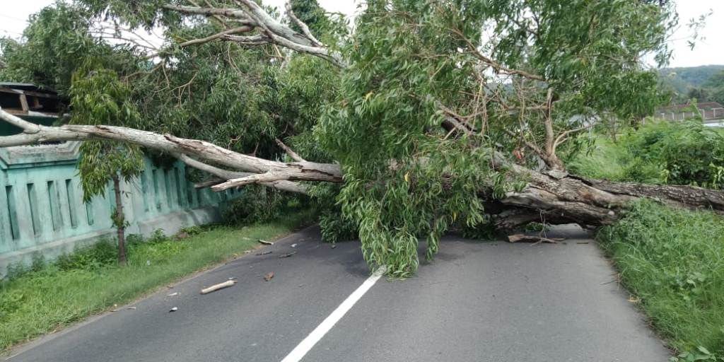 Pohon ambruk yang mengganggu aktivitas warga Bantul. (Foto: BPBD Bantul)