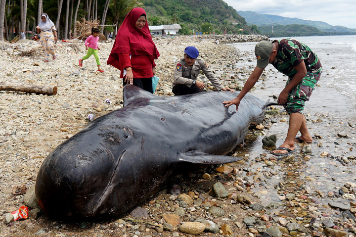 Paus Pilot Terdampar di Pantai Gorontalo