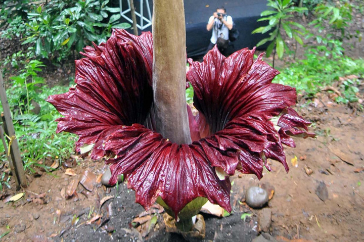 Bunga Bangkai Mekar Sempurna di Kebun Raya Bogor