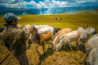 Awal Mula Warga Sukses Ternakkan Ribuan Ekor Ayam Di Tuban