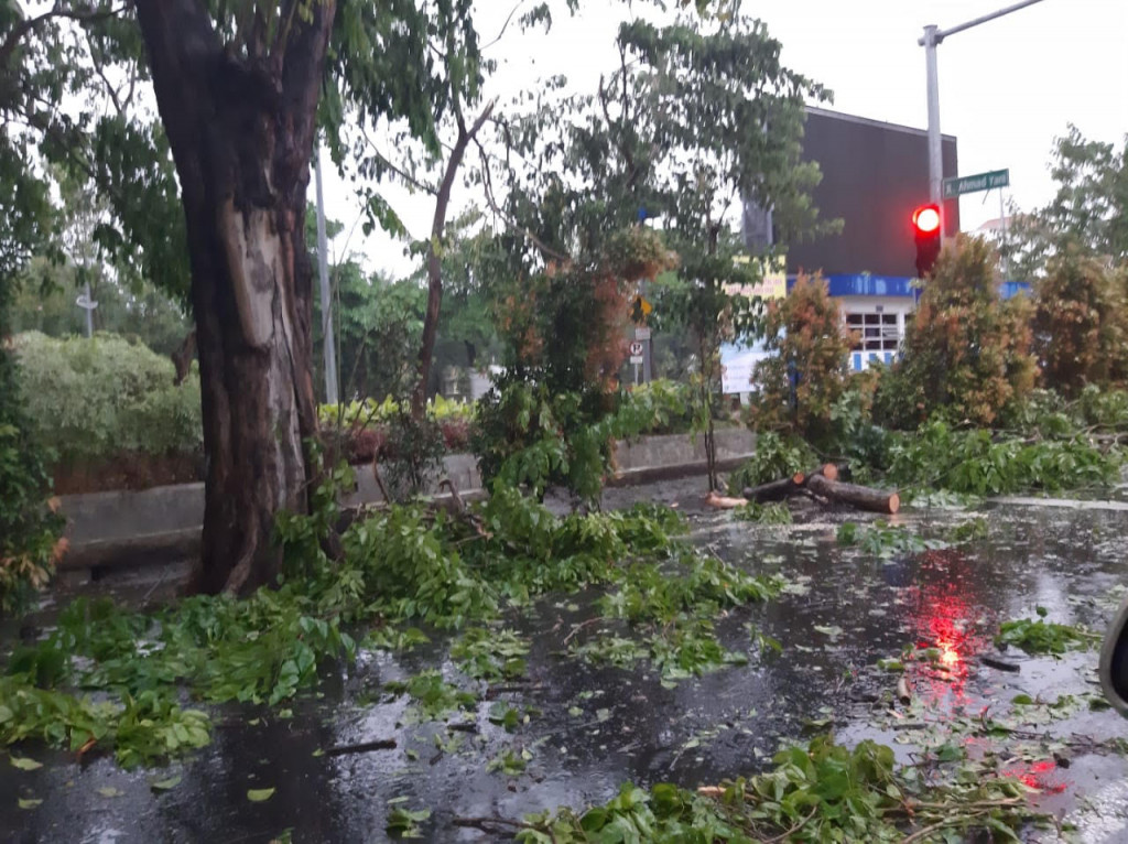 Pohon tumbang di Jalan A. Yani Surabaya, Minggu, 5 Januari 2020. Medcom.id/Amaluddin