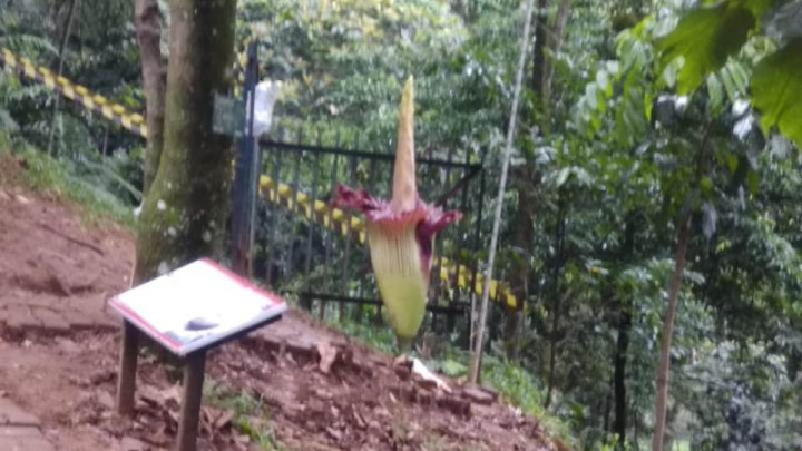Bunga Bangkai di Kebun Raya Bogor Mekar