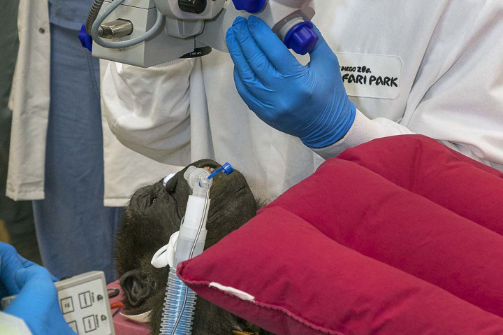 Gorila di Kebun Binatang San Diego Jalani Operasi Katarak