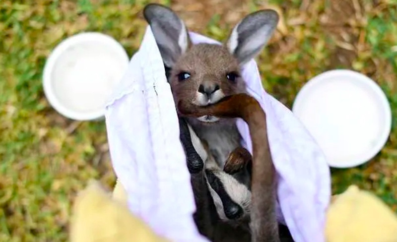 Hewan di Australia Terancam Punah Akibat Kebakaran Hutan Hewan di Australia Terancam Punah Akibat Kebakaran Hutan