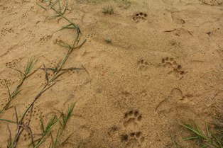 Petani di Muara Enim Diserang Harimau