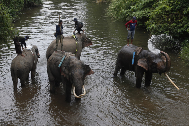 Empat Gajah Jinak Dikerahkan Halau Gajah Liar di Pidie
