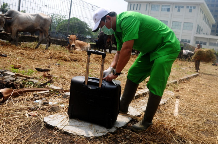 Lalu Lintas Ternak di DIY Diperketat