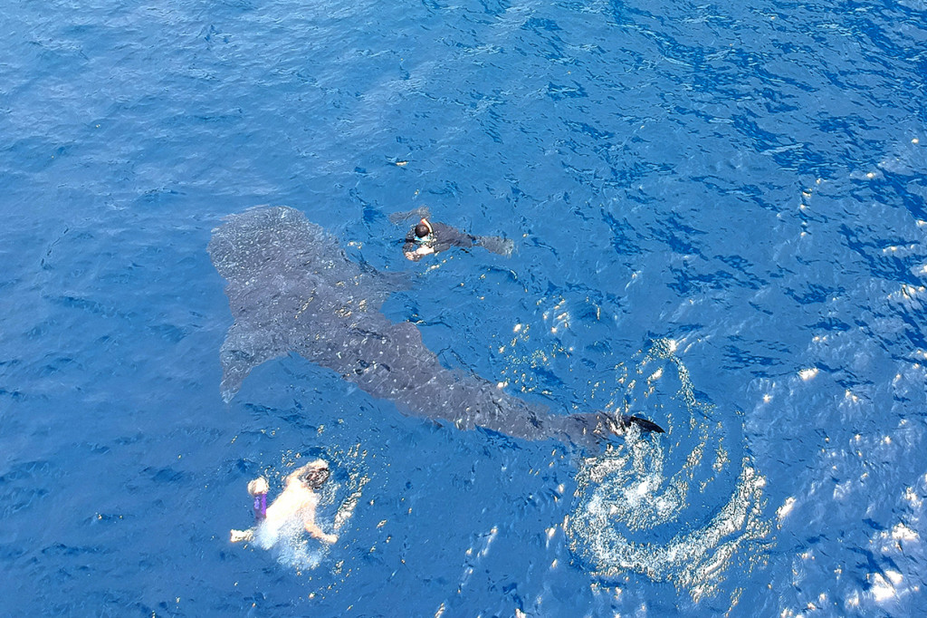 Berenang Bersama Hiu Paus di Botubarani
