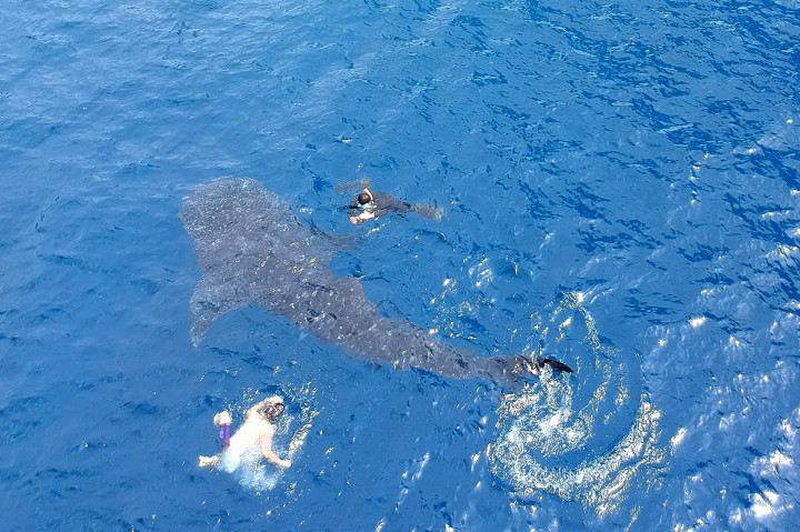 Berenang Bersama Hiu Paus di Botubarani