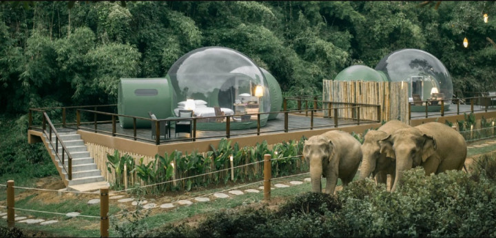 Penginapan Unik di Penampungan Gajah