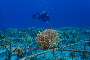 Terumbu Karang Garuda Akan Jadi Ikon Wisata Bahari Sulsel