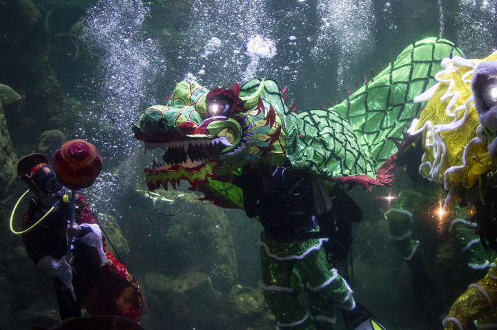 Sambut Imlek, Ancol Gelar Pertunjukan Barongsai Dalam Air