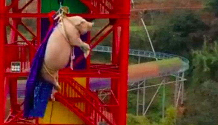 Digantung dan Dilempar, Seekor Babi Jadi Atraksi Taman Hiburan