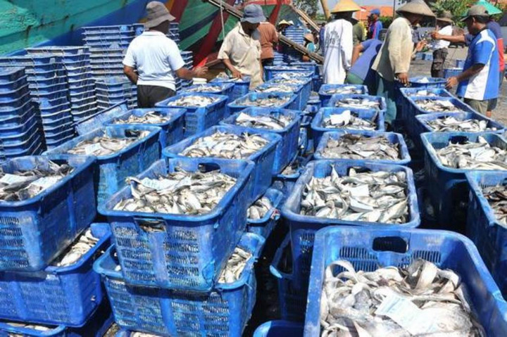 Perindo Bidik Produksi 28.500 Ton Ikan di 2020