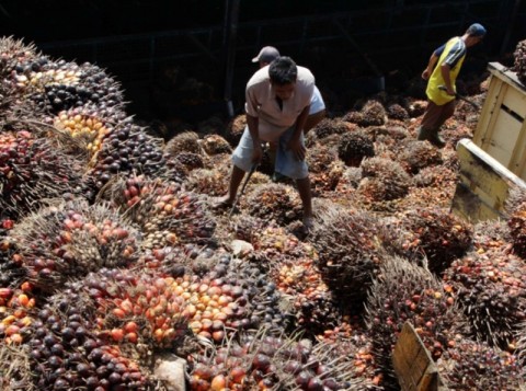 Pemerintah Perlu Antisipasi Potensi Kenaikan Harga CPO