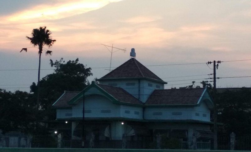 Salah satu bangunan cagar budaya yang terbengkalai di Kudus. Foto: Antara