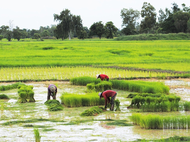 Pengamat Nilai Sistem Elektronik Pupuk Subsidi Tepat