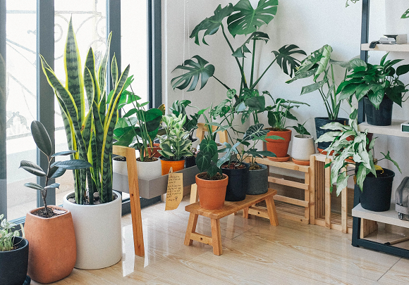 Taman di dalam ruangan biasa disebut dengan indoor garden. (Foto: Ilustrasi. Dok. Pexels.com)